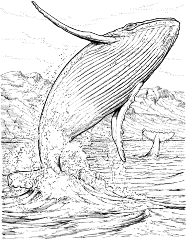 Blue Whale Jumping Out Of The Water Coloring Page